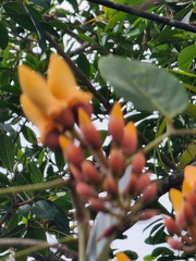 Erythrina fusca