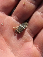 Cycloxanthops novemdentatus