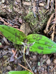 Scoliopus bigelovii