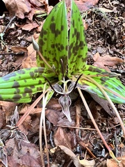 Scoliopus bigelovii