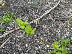 Myrcianthes fragrans