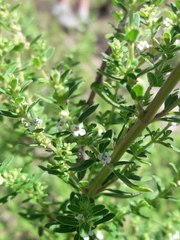 Clinopodium gilliesii