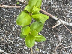 Myrcianthes fragrans