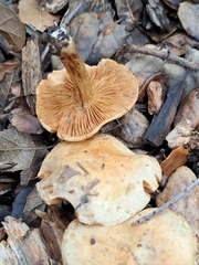 Pholiota spumosa
