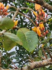 Erythrina fusca