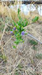 Lycianthes
