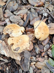 Pholiota spumosa
