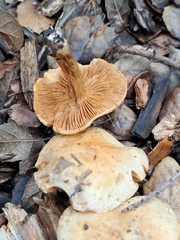 Pholiota spumosa
