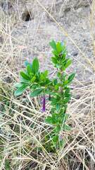 Dunalia brachyacantha