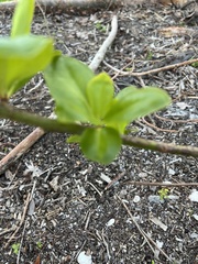 Myrcianthes fragrans