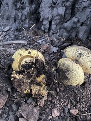 Buchwaldoboletus sphaerocephalus