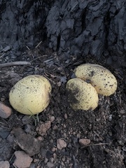Buchwaldoboletus sphaerocephalus