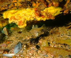 Vincentia conspersa