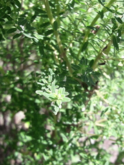 Clinopodium gilliesii