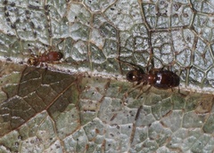 Pheidole navigans