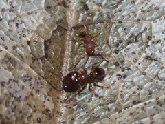 Pheidole navigans