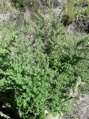Clinopodium gilliesii