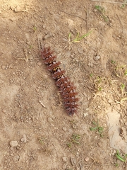 Ormiscodes cinnamomea