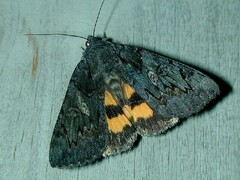 Catocala antinympha