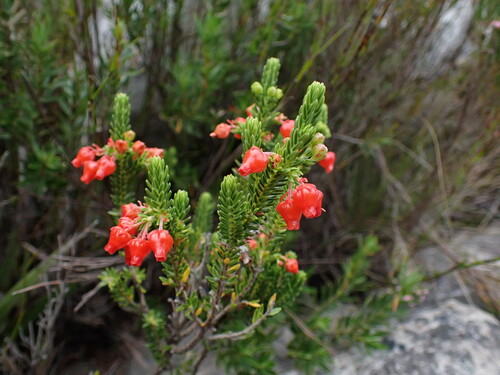 Image of Erica ardens by (c) Ren Hoekstra, some rights reserved (CC BY)