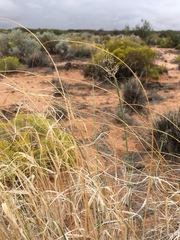 Sporobolus flexuosus