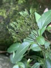 Isoglossa eranthemoides