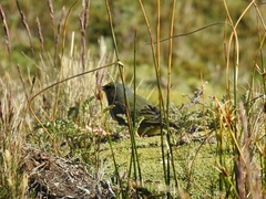 Melanodera xanthogramma