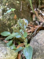 Isoglossa eranthemoides