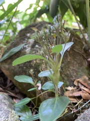 Isoglossa eranthemoides