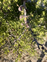 Bursera exequielii