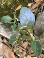 Isoglossa eranthemoides