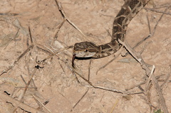 Bothrops diporus