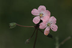 Erodium cedrorum