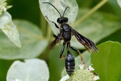 Isodontia auripes