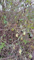 Aristolochia californica