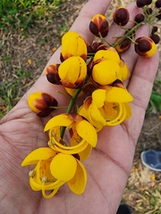 Cassia moschata