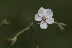 Erodium cedrorum