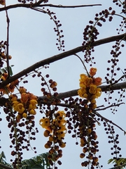 Cassia moschata