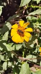 Eristalis bogotensis