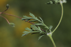 Erodium cedrorum
