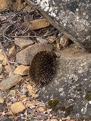 Tachyglossus aculeatus setosus