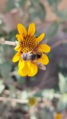 Eristalis bogotensis