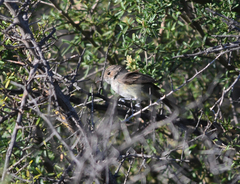 Euscarthmus meloryphus