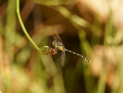 Hemigomphus