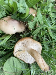 Lyophyllum decastes