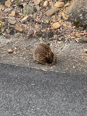 Tachyglossus aculeatus setosus