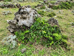 Parsonsia alboflavescens