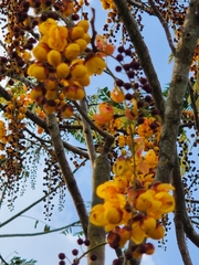 Cassia moschata