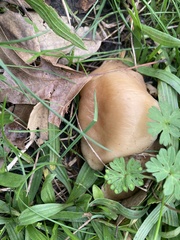 Lyophyllum decastes