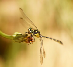 Hemigomphus